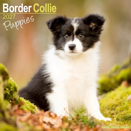 Border collie puppies calendar - collie,