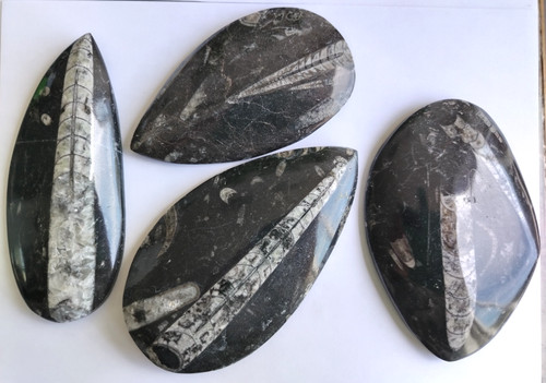 Lot polished orthoceras - polished,