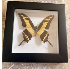 King Swallowtail Butterfly