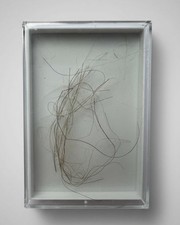 Mammuthus Primiginus (Woolly