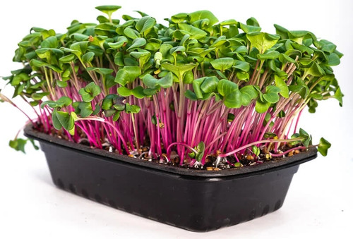 Microgreen seeds beetroot - seeds,