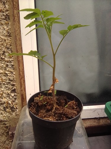 Tomato plant - tomato,