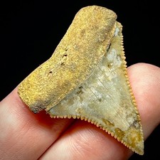 Great White Shark Tooth 1.48"