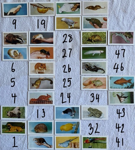 1960 pets series horniman - 1960,