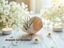Conch Shell Airplant /