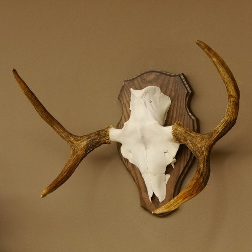 Moose antlers small - antlers,