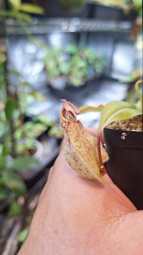 Nepenthes viking - viking, x