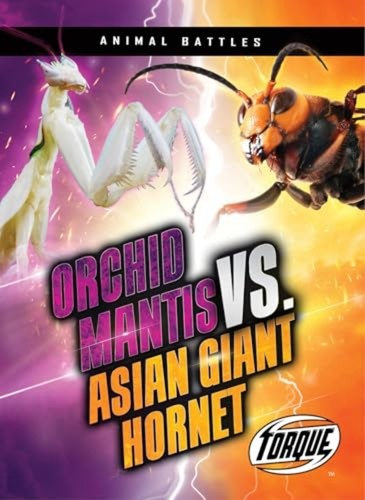 Orchid mantis asian - mantis,