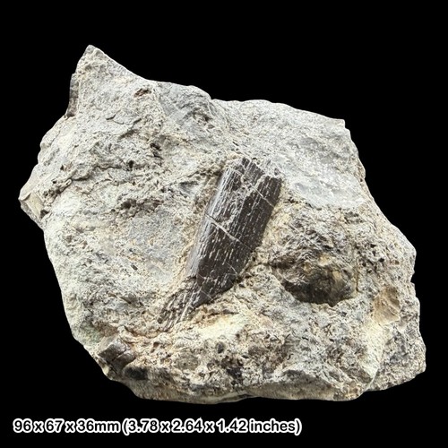 Reptile bone fossil - bone, triassic