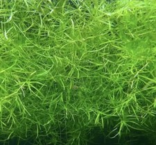 Guppy grass najas - grass,