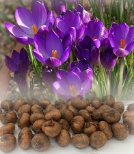 1-1000 RUBY GIANT BOTANICAL