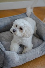 Snug & Cosy | Dog Bed | Eco