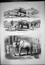 Old Print Burmah Elephants