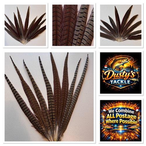 Cock pheasant tail feathers - pheasant,