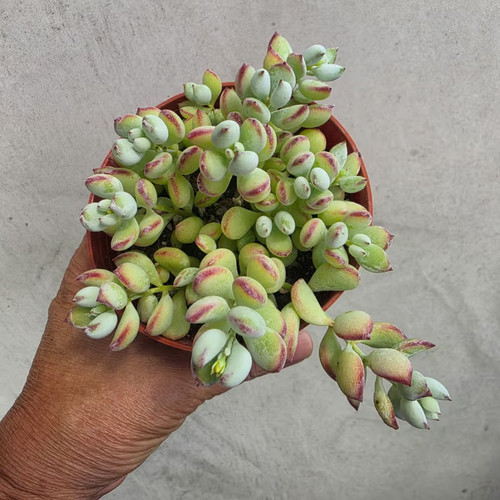 Pot cotyledon pendens - "4",