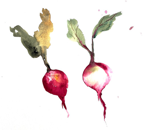Original radish watercolour - original,