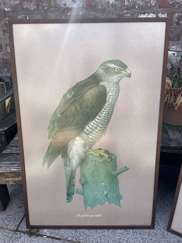 Framed vintage print - vintage,