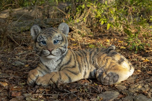 Tiger baby cub lying - tiger,