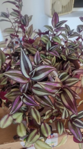 Zebrina wandering jew burgundy - wandering,