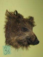 Wild boar head (no. 3s)