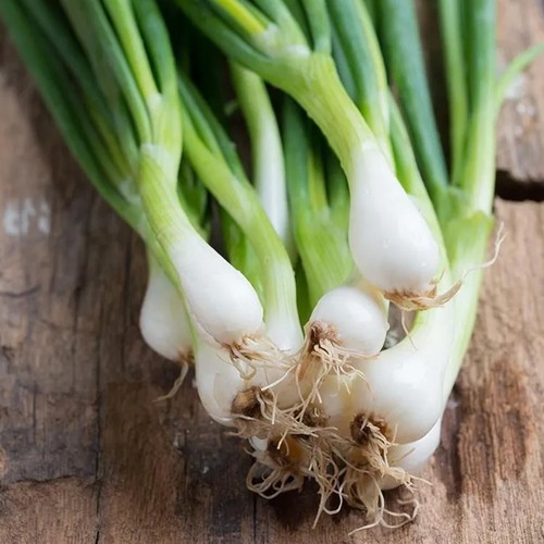 Spring onion white - white, lisbon
