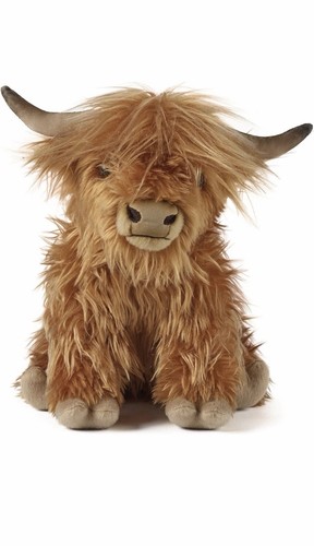 Living nature highland - highland, cow