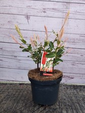 Salix Integra 'Flamingo'