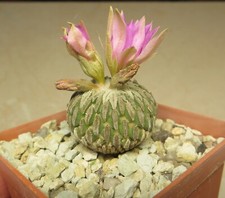 pelecyphora aselliformis own