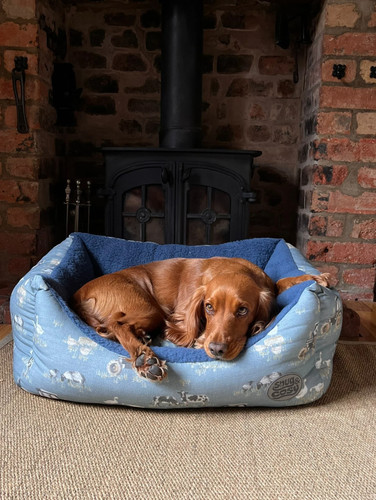 Snug and cosy rectangle - and, dog