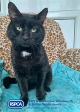 YOUR DONATION FOR A PIC OF SALEM HELPS US CARE FOR MORE CATS AT RSPCA WIMBLEDON!