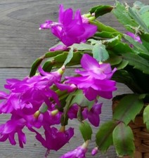 Purple Christmas Cactus unrooted cutting, currently BLOOMING