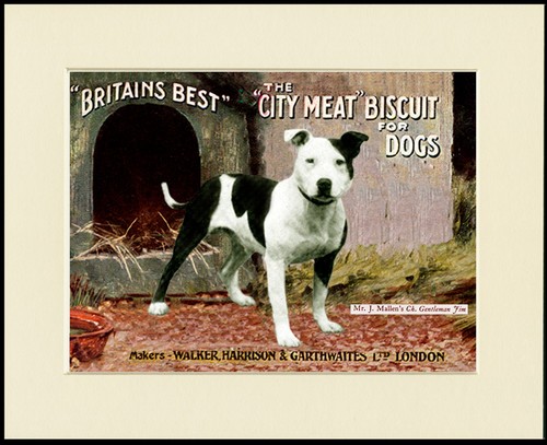 Staffordshire bull terrier - staffordshire,