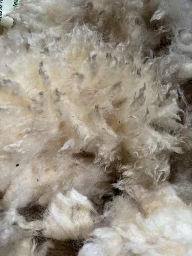 Raw sheep wool - sheep’s,
