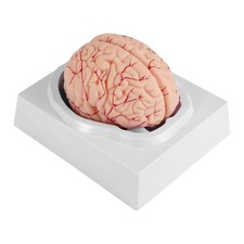 Human Brain, Size Human Brain Anatomy Model with Display Base, for Science2264