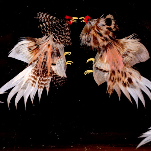 Feather art framed exotic - framed,
