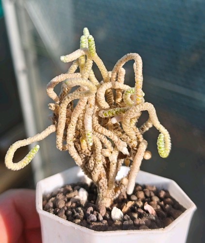 Avonia ustulata - ustulata,