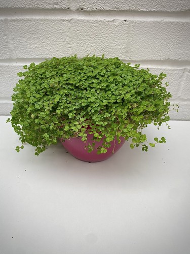 Soleirolia helxine green mind - helxine,