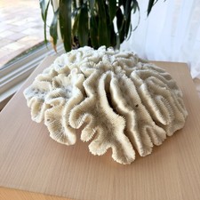 Large NATURAL White Ocean Fossilized Brain CORAL Reef Specimens Mineral 10pound+