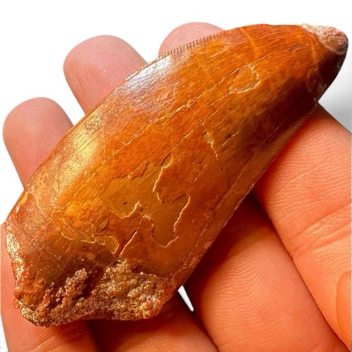 Genuine carcharodontosaurus - genuine,