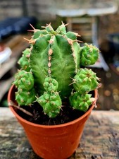 Euphorbia Handiensis | The