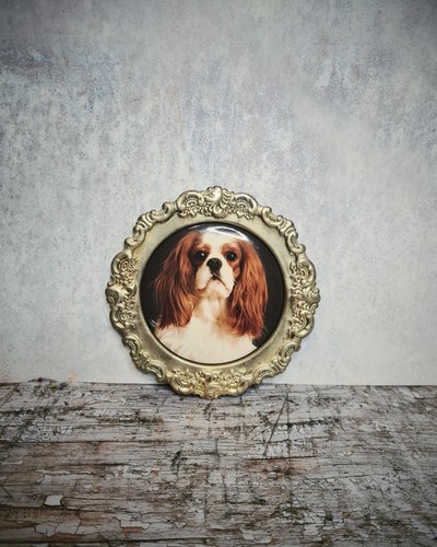 Cavalier king charles - charles, spaniel