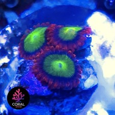 Goblins On Fire 3 Head Zoa