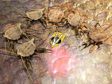 V Fly Ultimate Alphonse RV