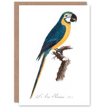 Francois Levaillant Art Card