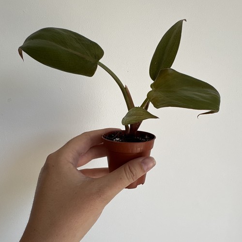 Small philodendron summer - philodendron,