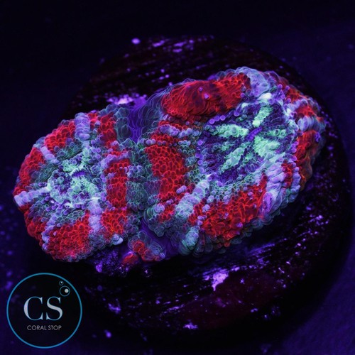 Agent orange asian - cs, acan