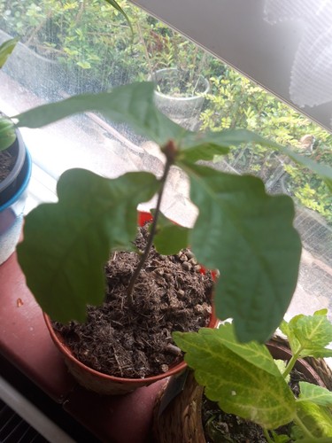 English oak tree - 3x,