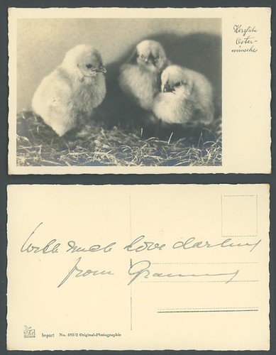 Easter chicks birds - chicks,
