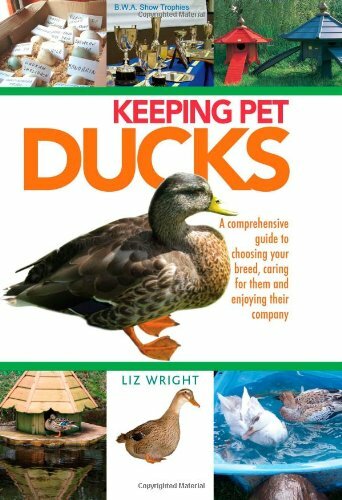 Keeping pet ducks liz - pet, ducks,liz
