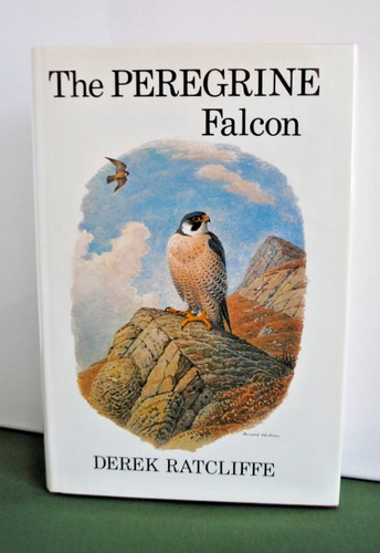 The peregrine falcon - peregrine, by